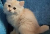 كيتن شيرازي شانشيلا بيور قطط ذكور واناث Persian cats, male and female