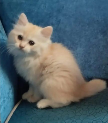 كيتن شيرازي شانشيلا بيور قطط ذكور واناث Persian cats, male and female