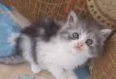 كيتن شيرازي شانشيلا بيور قطط ذكور واناث Persian cats, male and female