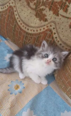 كيتن شيرازي شانشيلا بيور قطط ذكور واناث Persian cats, male and female