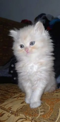 كيتن شيرازي شانشيلا بيور قطط ذكور واناث Persian cats, male and female