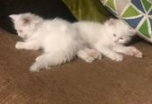 كيتن شيرازي شانشيلا بيور قطط ذكور واناث Persian cats, male and female