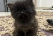 كيتن شيرازي شانشيلا بيور قطط ذكور واناث Persian cats, male and female