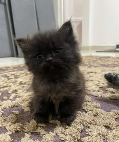 كيتن شيرازي شانشيلا بيور قطط ذكور واناث Persian cats, male and female